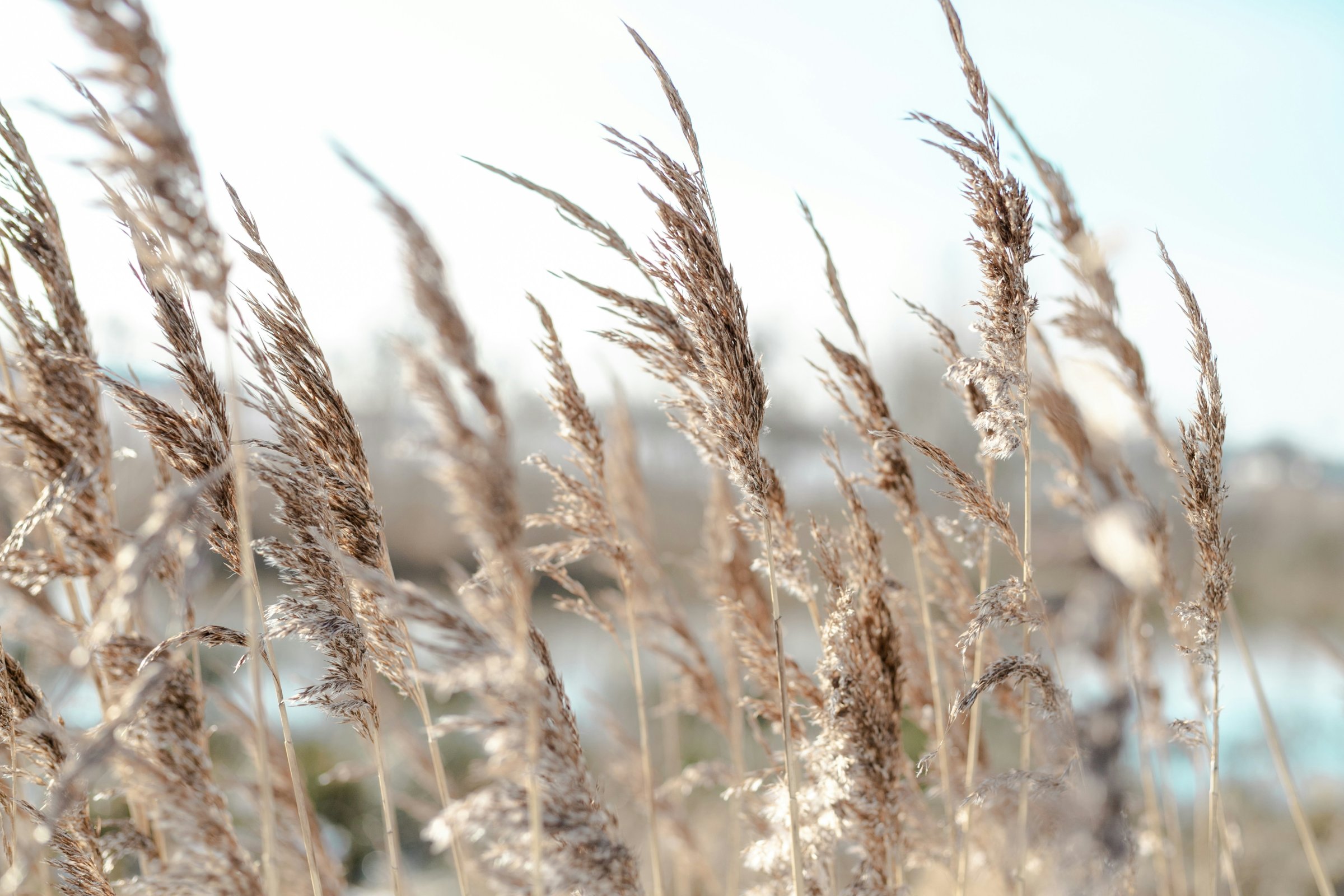 kristine-tumanyan-SDq6_KYkXyY-unsplash
